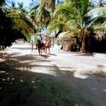 Afro-Mex Village Experience -Horseback Ride -Turtle Hatch & Crocs - What to Expect at Each Stage