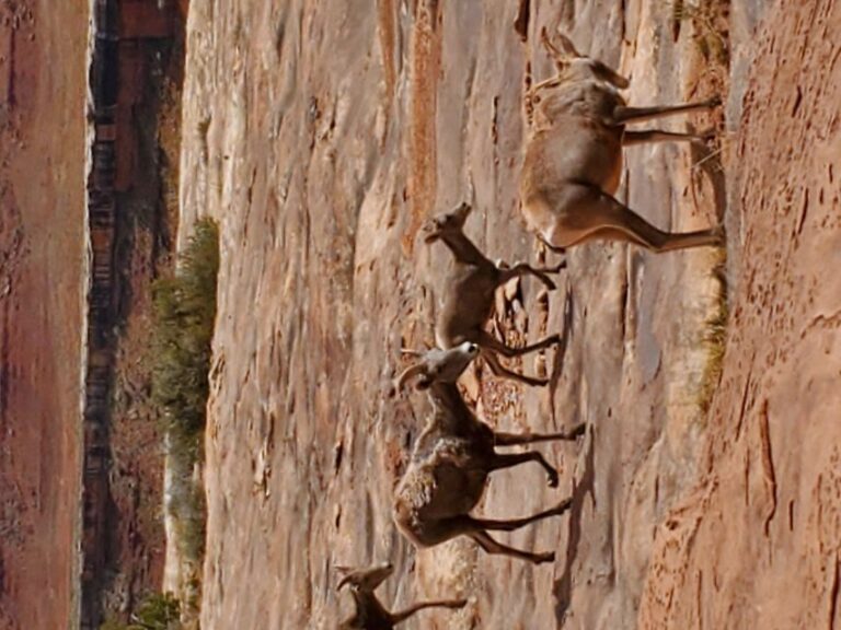 Afternoon Canyonlands Island In The Sky 4X4 Tour - What Travelers Say
