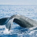 Afternoon Sail With the Whales from Lahaina Harbor - What Travelers Say: Authentic Feedback
