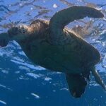 Afternoon Turtle Town Snorkel at Coral Gardens - Who Should Consider This Tour?