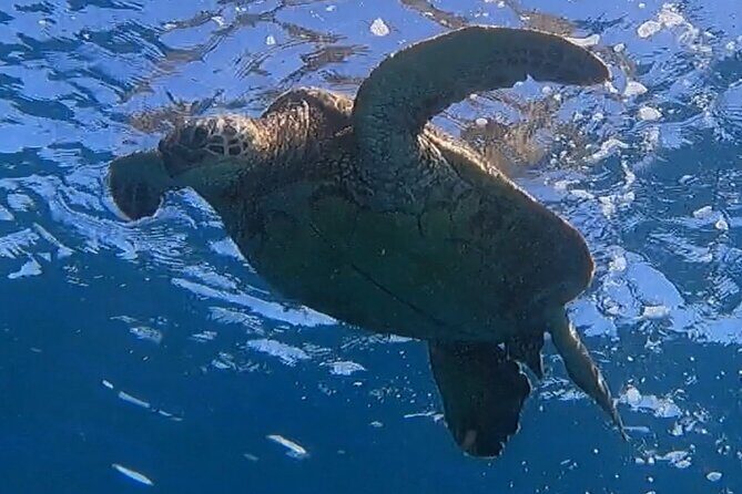 Afternoon Turtle Town Snorkel at Coral Gardens - Who Should Consider This Tour?