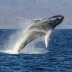 Afternoon Whale Watching Tour in Maui with Dinner - The Itinerary: What’s in Store