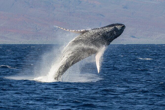 Afternoon Whale Watching Tour in Maui with Dinner - The Itinerary: What’s in Store