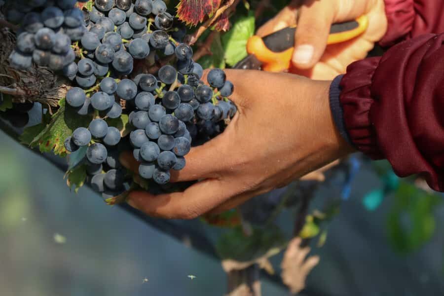 Aguascalientes: Magical Town and Vineyard Tour - What Makes This Tour Special?