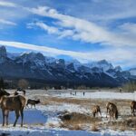 Airport Pickup & Private Tour from Calgary to The Rockies! - Why This Experience Works