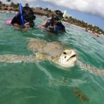 Akumal : Guided Snorkeling with Green Turtles and Corals - Practical Considerations for Your Snorkeling Adventure