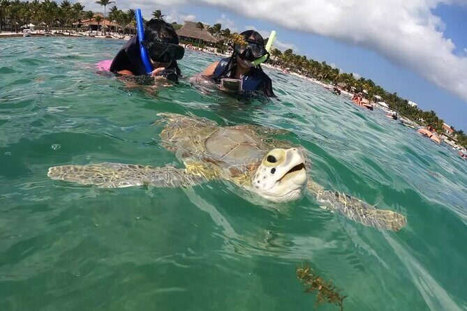 Akumal : Guided Snorkeling with Green Turtles and Corals - Practical Considerations for Your Snorkeling Adventure