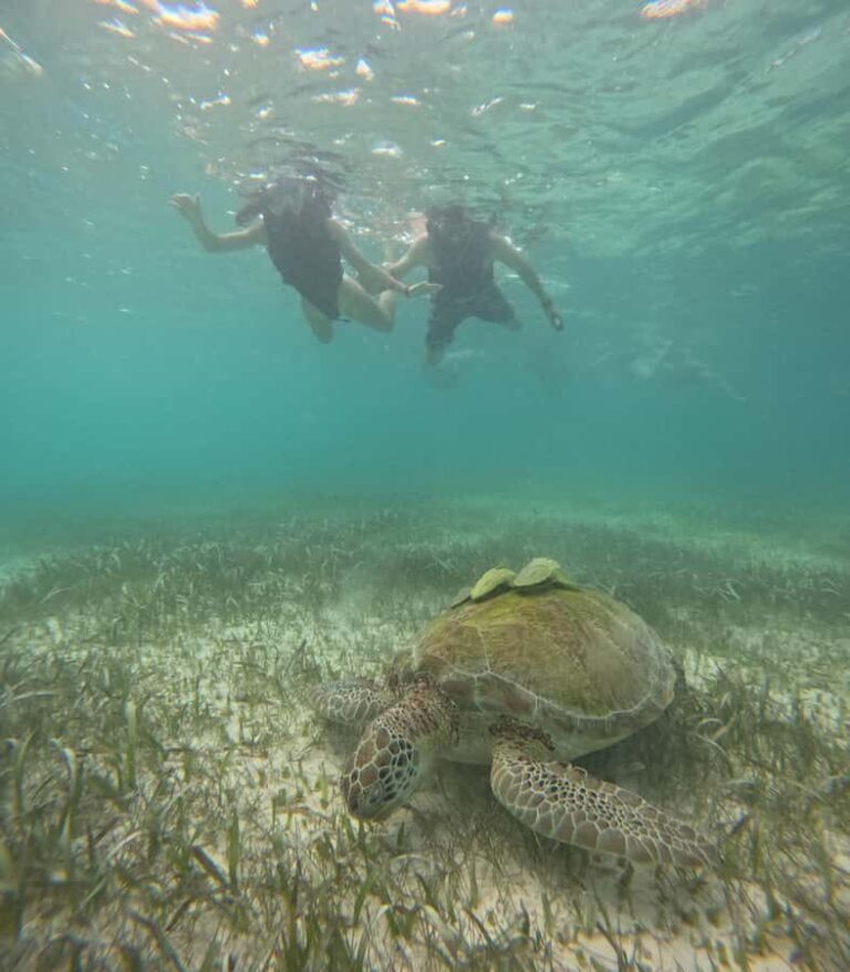 Akumal: Guided Snorkeling with Green Turtles + GoPro Photos - The Safety Briefing and Environmental Guidelines