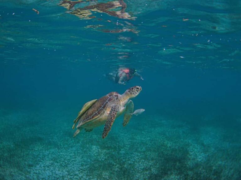 Akumal: Snorkeling and Turtle Watching Tour - What to Expect During the Tour
