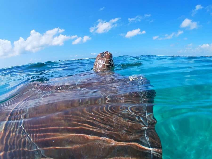 Akumal: Swim with sea turtles and coral reefs. - The Itinerary Breakdown