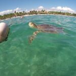 Akumal turtles sanctuary and go pro photos - The Value of Guided Photos and the Overall Experience