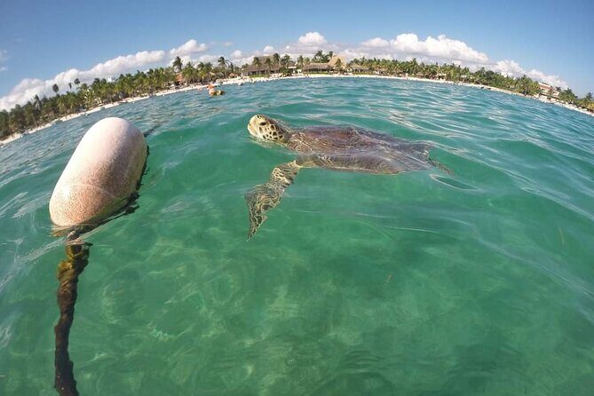 Akumal turtles sanctuary and go pro photos - The Value of Guided Photos and the Overall Experience