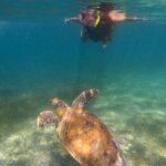 Akumal Turtles Snorkeling and GoPro pictures - Who Will Love This Tour?