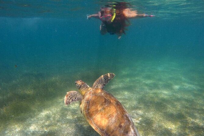 Akumal Turtles Snorkeling and GoPro pictures - Who Will Love This Tour?