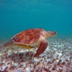 Akumal: Turtles Snorkeling Tour at Natural Paradise - Snorkeling in Akumal Bay