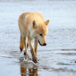 Alaska Bear-Viewing Day Trip from Homer - The Ground Experience: Up Close with Bears