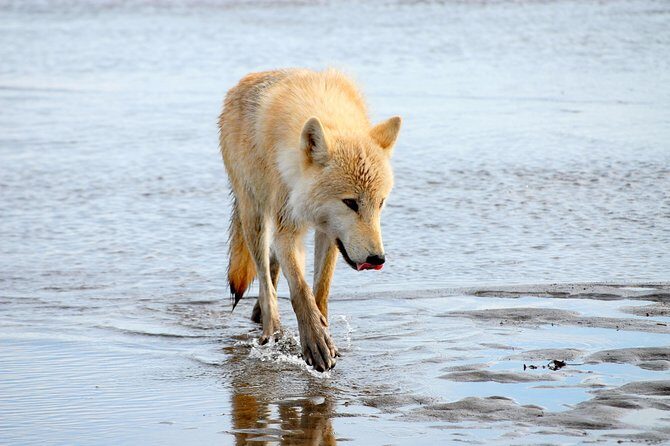 Alaska Bear-Viewing Day Trip from Homer - The Ground Experience: Up Close with Bears
