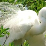 Alexander Springs 4 Hour Guided Kayak/ Swim/ Snorkel Adventure - An In-Depth Look at the Tour