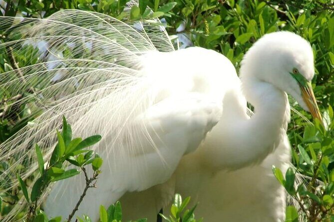 Alexander Springs 4 Hour Guided Kayak/ Swim/ Snorkel Adventure - An In-Depth Look at the Tour
