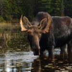 Algonquin Park 4-Day Deluxe Camping & Canoeing Adventure - What’s Not Included