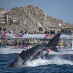 All-Inclusive Cabo Boat Tour: Music, Snorkeling, Open Bar & Lunch - A Deep Dive into the Experience