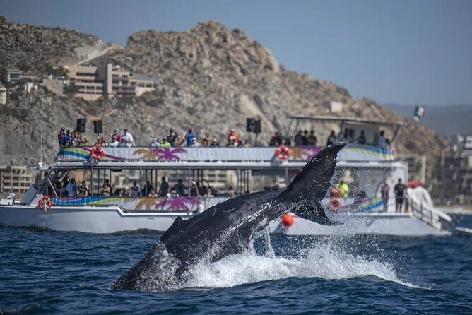 All-Inclusive Cabo Boat Tour: Music, Snorkeling, Open Bar & Lunch - A Deep Dive into the Experience