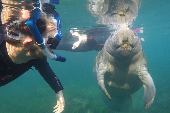 All Inclusive Private Manatee Swim - The Experience in Detail
