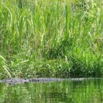 Alligator River Kayak Adventure - Who Will Love This Tour?