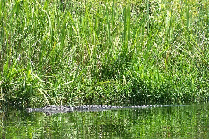 Alligator River Kayak Adventure - Who Will Love This Tour?