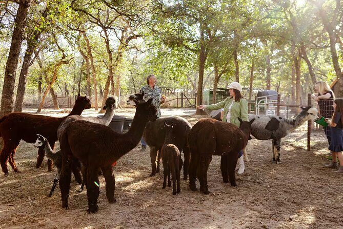 Alpaca Experience Tour - Who Will Enjoy This Tour?