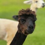Alpaca Tour on the Road to Hana - Why This Tour Works Well