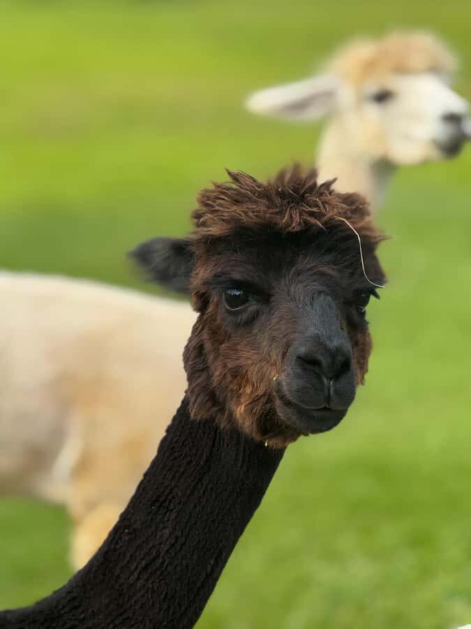 Alpaca Tour on the Road to Hana - Why This Tour Works Well