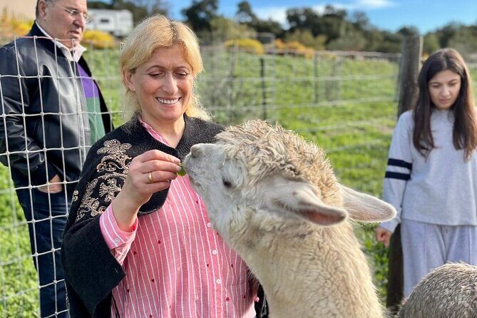Alpaca Walking Adventure in Scenic Carmel Valley - Key Points