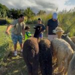 Alpacas Farm Tour on the Road to Hana - What to Expect at La Posta Alpaca Farm