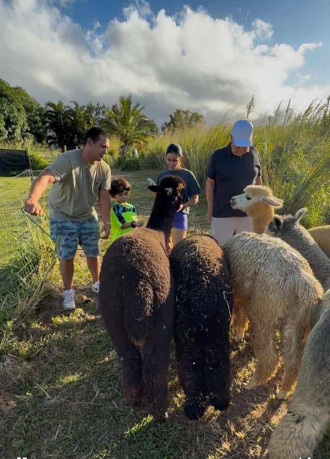 Alpacas Farm Tour on the Road to Hana - What to Expect at La Posta Alpaca Farm