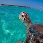 Amazing Adventure in Akumal. Swim with turtles and discover Tulum Ruins. - Who Should Consider This Tour?