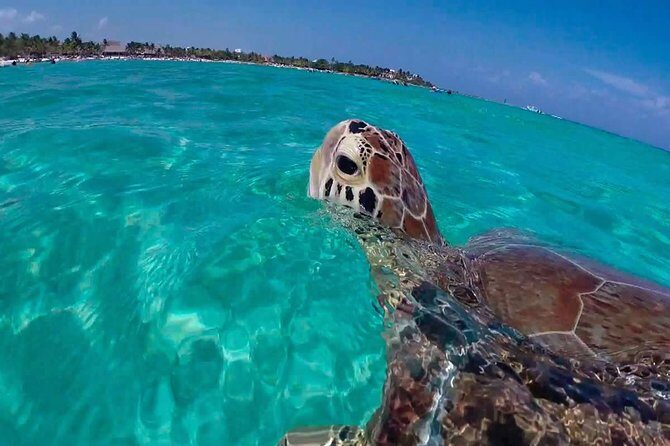 Amazing Adventure in Akumal. Swim with turtles and discover Tulum Ruins. - Who Should Consider This Tour?