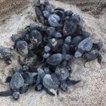 Amazing Turtle Release Tour - Sunset and Beach Time