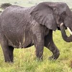 Amboseli national park over night - The Experience from the Reviews