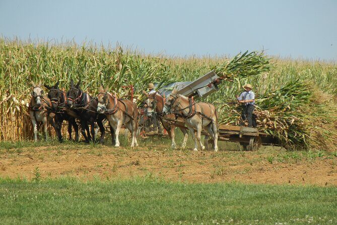 Amish Farmlands Tour - Is It Worth the Price?