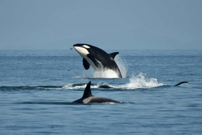 Anacortes: Full Day Whale/Wildlife Tour; Friday Harbor Stop - Itinerary Breakdown: What to Expect