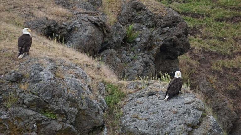 Anacortes: Whale and Orca Boat Tour near Seattle - What to Expect on the Water
