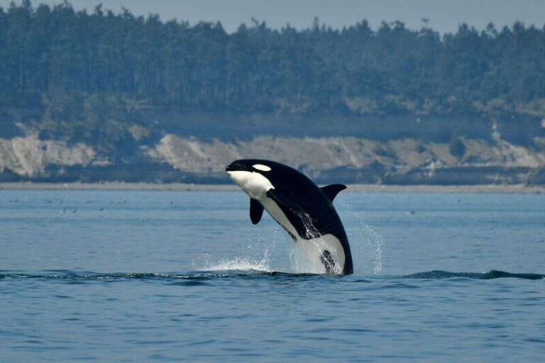 Anacortes: Whale Watching Adventure Tour Near Seattle - What to Expect on the Tour