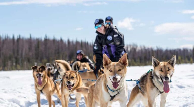 Anchorage: Dog Sled Ride in Willow with Transfers - Practical Details and Value