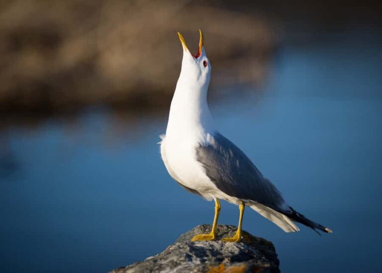 Anchorage: Glacier & Wildlife Discovery Tour (7-hours) - Authentic Experiences and Practical Insights