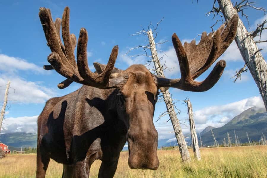 Anchorage: Scenic Tour to Wildlife Center - What to Expect from the Scenic Drive