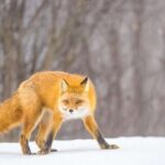 Anchorage Winter Wonderland Photo Tour - The Practicalities: What You Need to Know