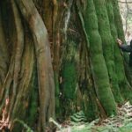 Ancient Trees of Vancouver Walking Tour - Who Will Love This Tour?