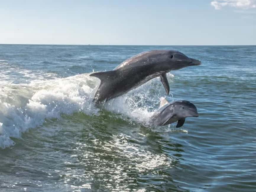Anna Maria Island: Dolphin Cruise - Who Will Love This Tour?