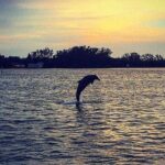 Anna Maria Island Dolphin Sunset Boat Tour - The Value Proposition